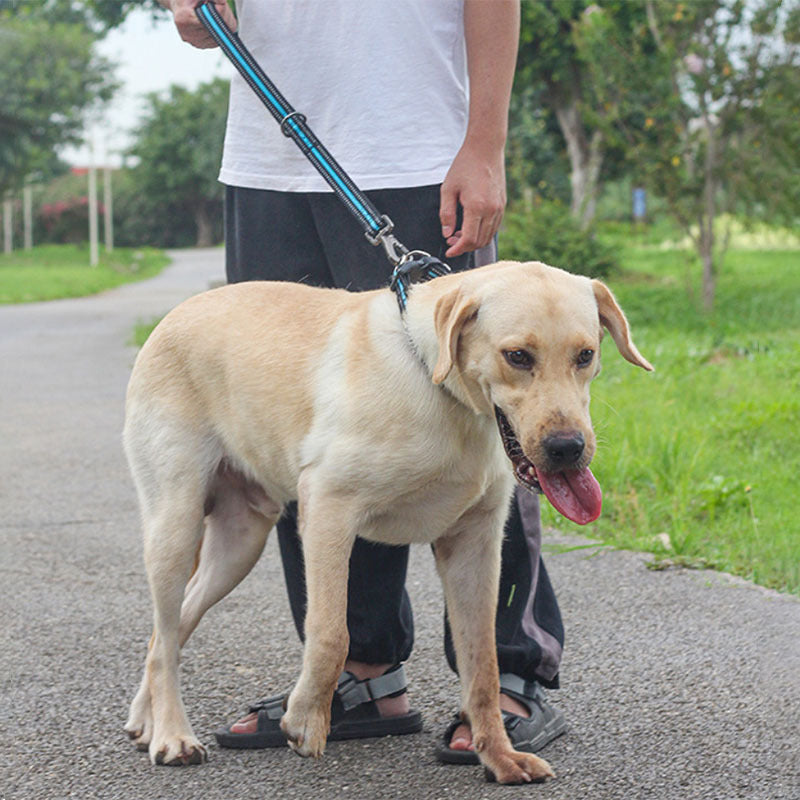 Experience Joyful Walks with the Big Dog Short Traction Leash