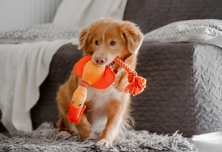 Keep Your Pets Happy with Fun and Engaging Toys