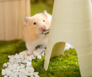 Keep Your Hamster Hydrated with the Automatic Feeder
