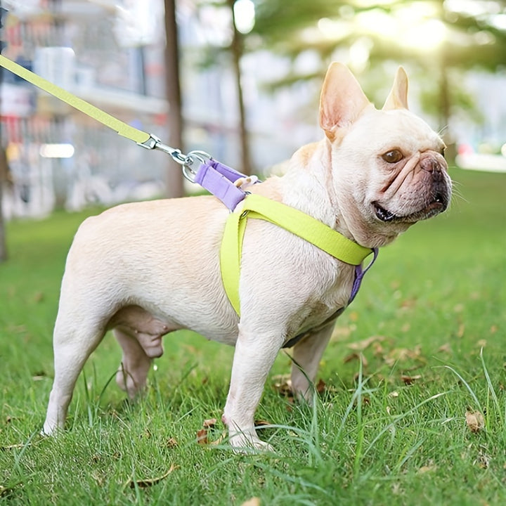 Rainbow Colorblock Pet Harness Chest Leash Set