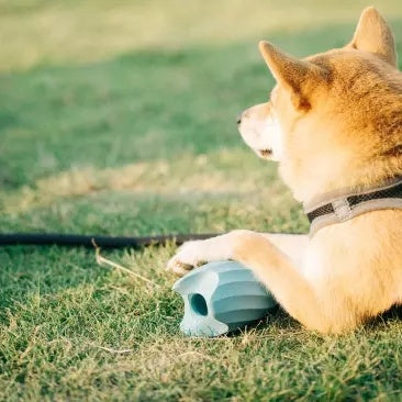 Bite-resistant Pet Educational Toy