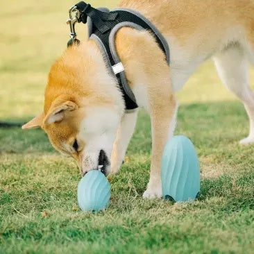 Bite-resistant Pet Educational Toy