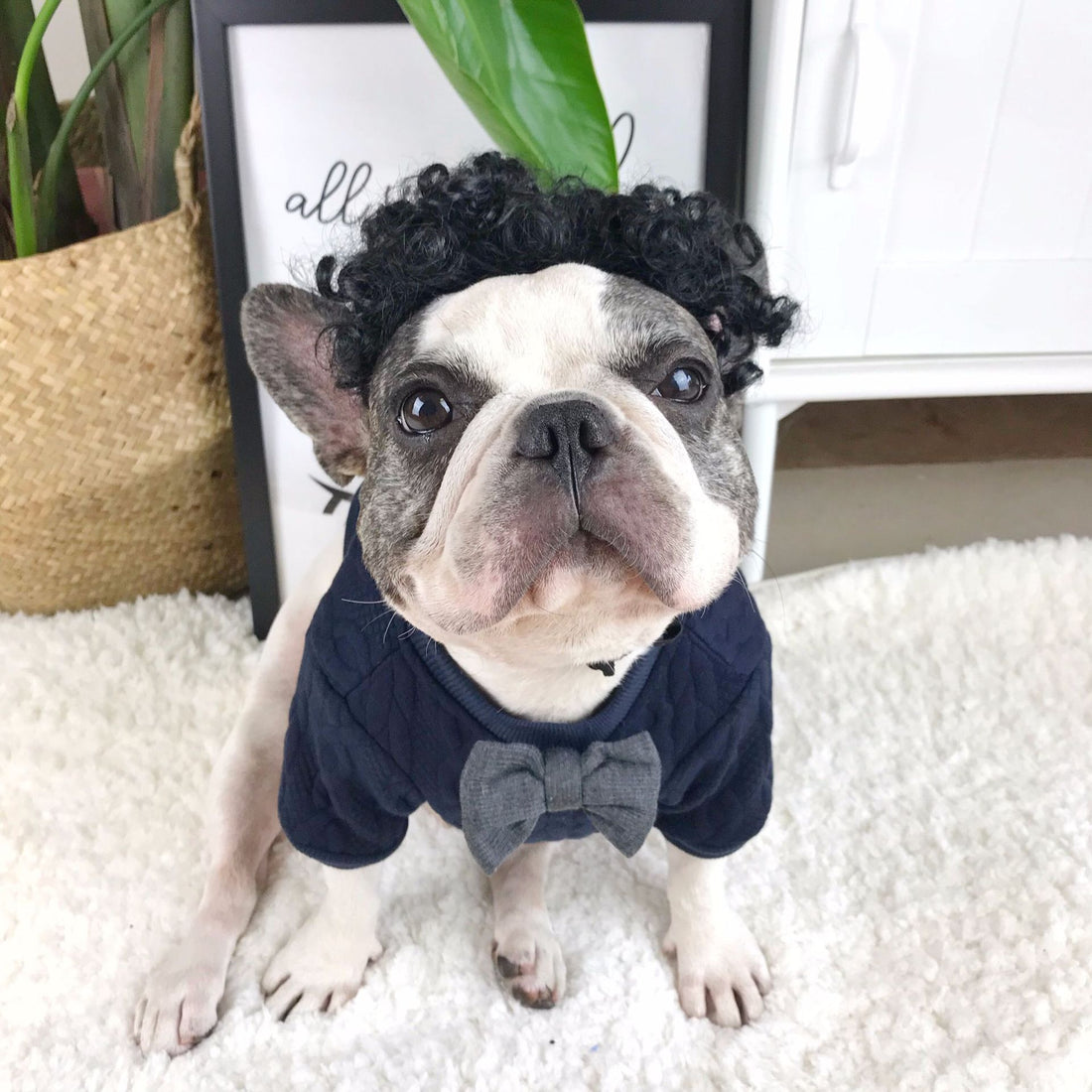 Pet Trendy Sweater Bottoming Shirt