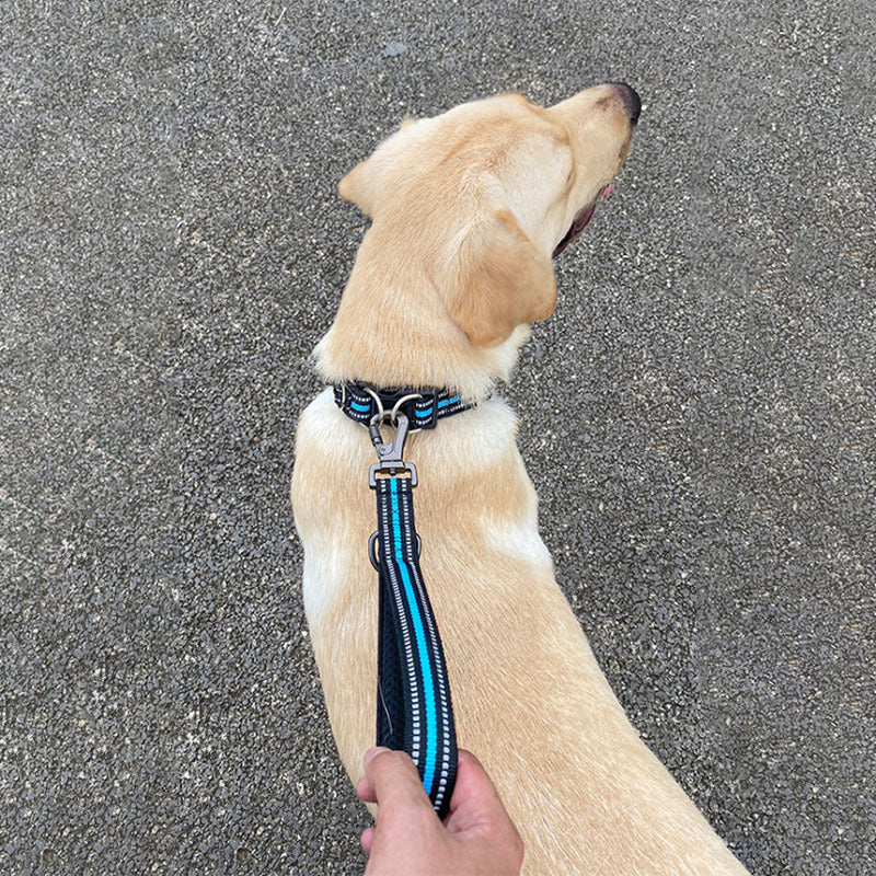 Big Dog Short Traction Leash Step Training